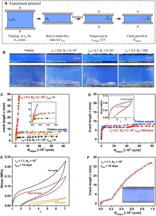 《Science Adv》北海道大学龚剑萍：分级结构对自修复水凝胶在循环拉伸下的(图4)