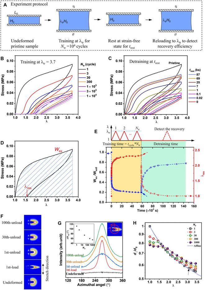 《Science Adv》北海道大学龚剑萍：分级结构对自修复水凝胶在循环拉伸下的(图2)